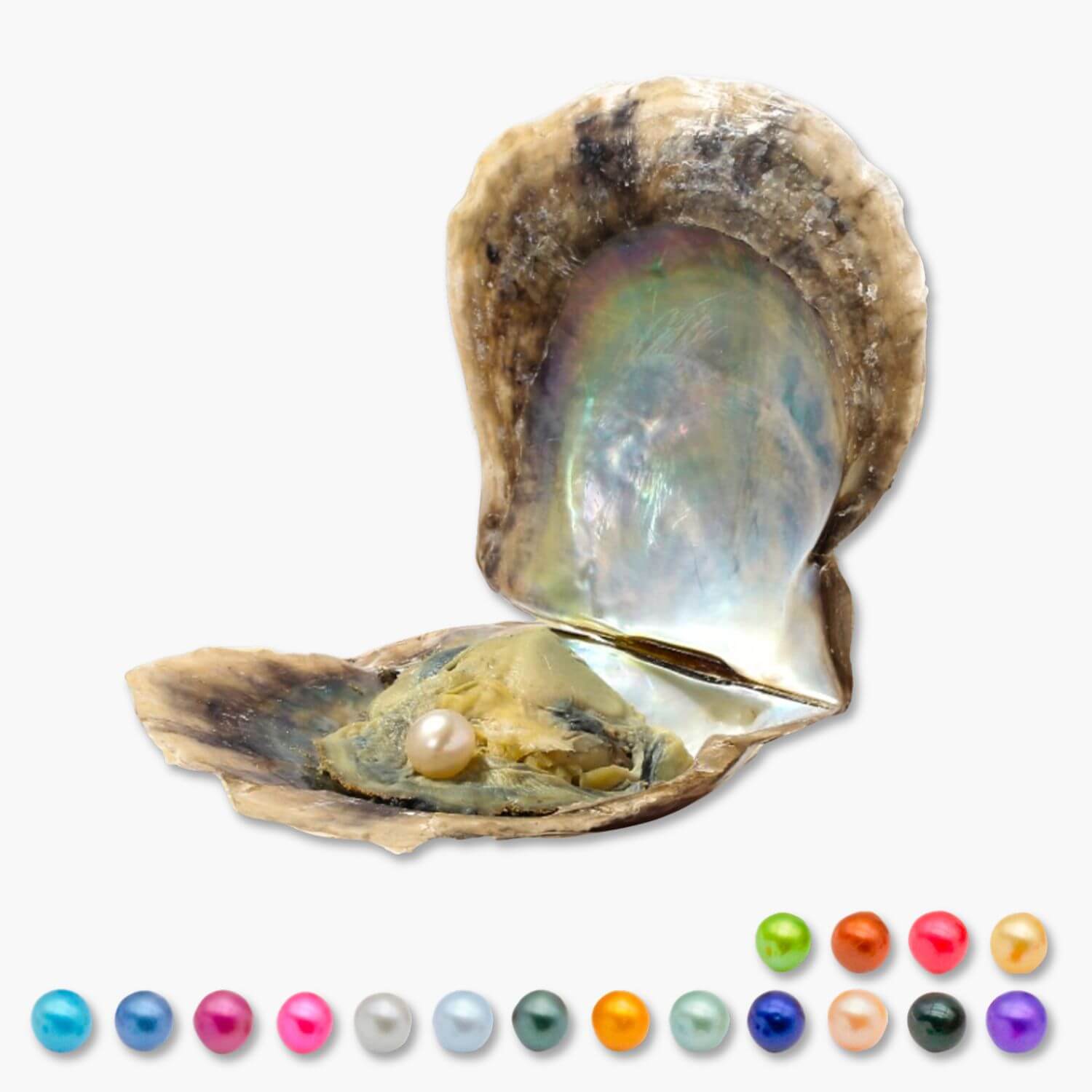 Extra Auster mit Perle - WunschPerlenBP